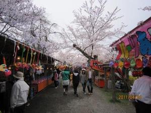 桜満開鶴岡公園.JPG