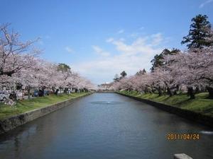 桜満開鶴岡公園2.JPG